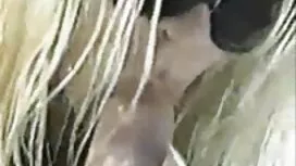 دختران با پاهای بلند ...